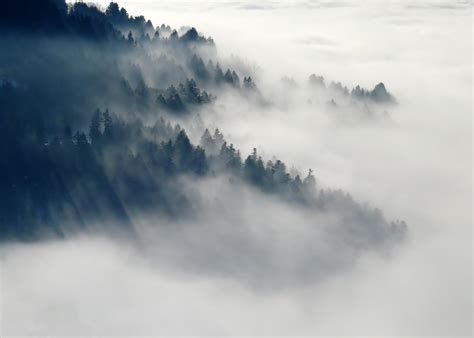 Fotos Gratis Naturaleza Bosque Montaña Nieve Nube Niebla Mañana