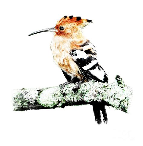 African Hoopoe In Color Digital Art By Malcolm Bowling