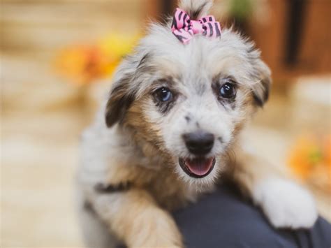 Our main goal focus is to promote and shine a light on the best in the ict. Toy Aussiedoodle-DOG-Female-Blue Merle-2833774-Petland ...