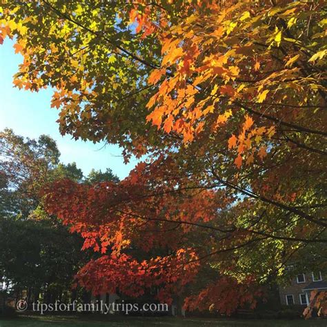 Best Fall Foliage Spots In Washington Dc Fall Foliage Washington Dc