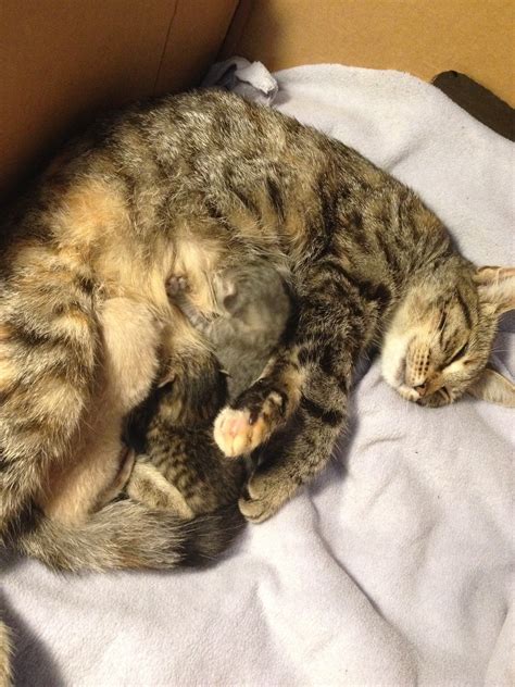 9 Months Old Pregnant Cat Thecatsite
