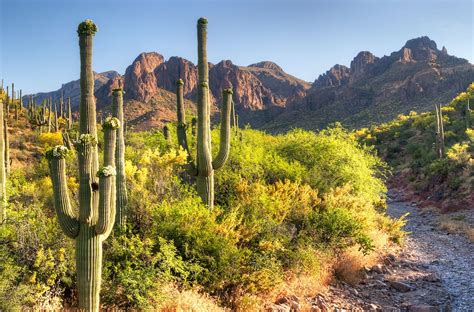 Saguaros can grow to over 50 feet tall, but they are not the largest in the world. Where to see cactuses in the American Southwest, when do ...