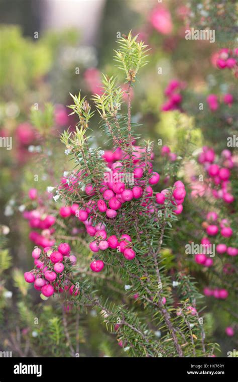 Mountain Berry Cyathodes Parvifolia Berries Stock Photo Alamy