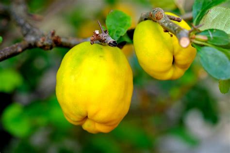 26 Fun And Interesting Facts About Quince Tons Of Facts