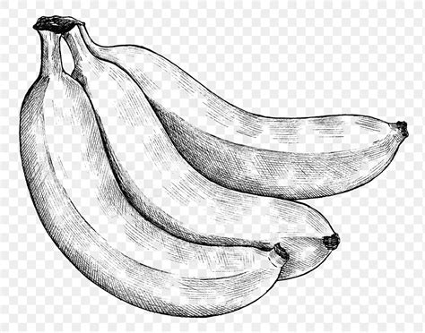 Bananas Ink Drawing Free Stock Illustration High Resolution Graphic
