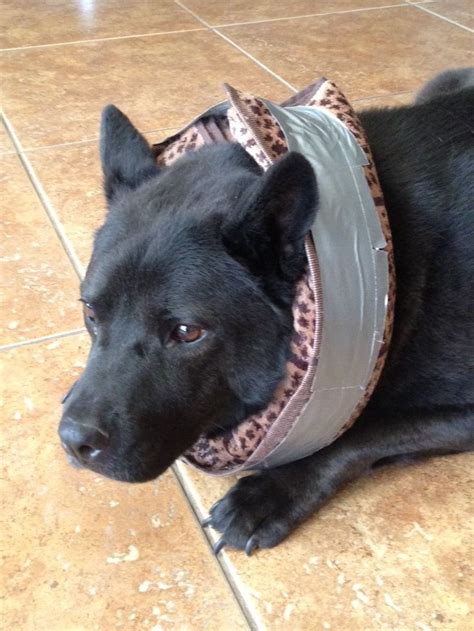 How Long Should Dog Wear Cone After Being Spayed Ogowa