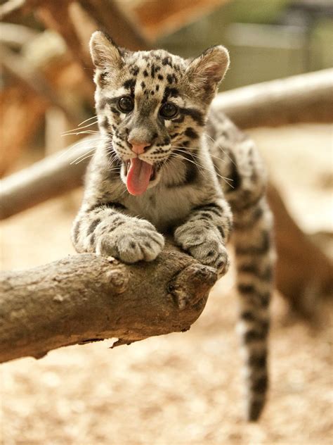 Clouded Leopard Cubs Set An Impossible Standard On The Cuteness Scale