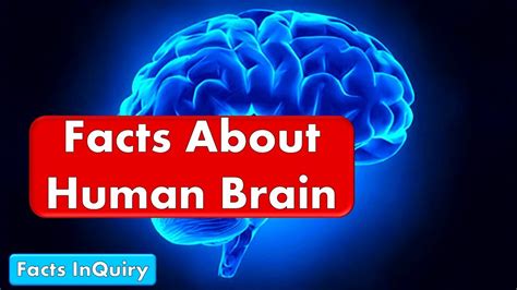 10 Facts About The Brain Most Amazing Facts About The Human Brain