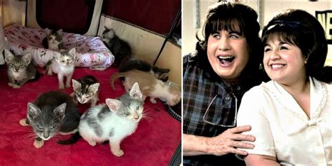 Nine Kittens Given Only 2 Hours To Live, A Week Later They Are The Cast Of 