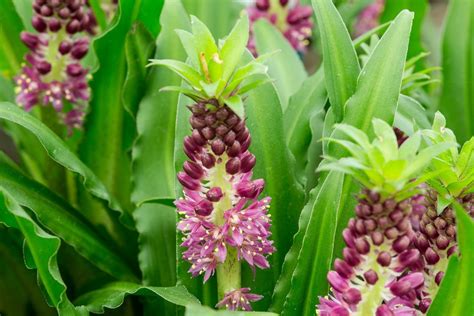Four Best July Flowering Bulbs Bbc Gardeners World Magazine