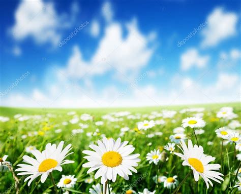 Field Of Daisy Flowers — Stock Photo © Iakov 20501275