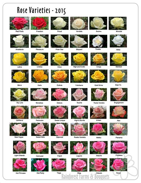 Beautiful Rose Flowers Rose Varieties Flowers Perennials