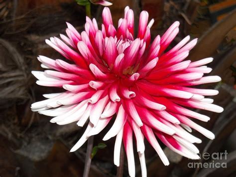 White And Fuschia Flower Photograph By Liliana Ducoure