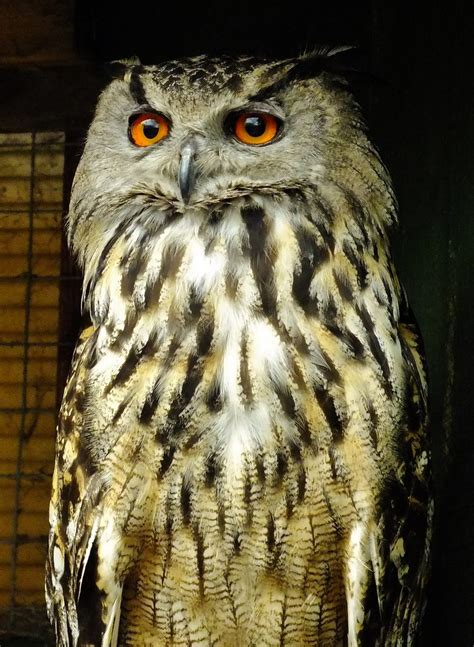 European Eagle Owl 5 David Griffiths Flickr