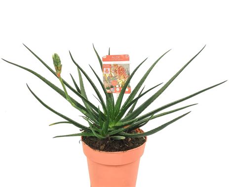 Aloe Safari Sunrise — Bitkiler Toptan Satış Floraccess