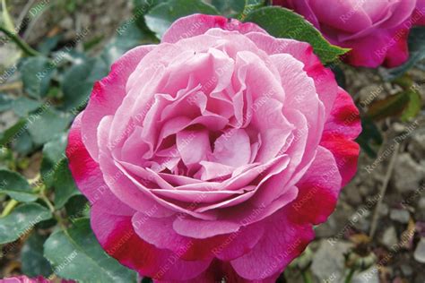 The rose facts the rose (더로즈) consists of 4 members: Roses DUCHER - Climbing rose Sophie's Perpetual