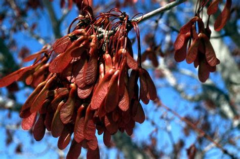 30 Maple Trees Seed Pods Maps Database Source