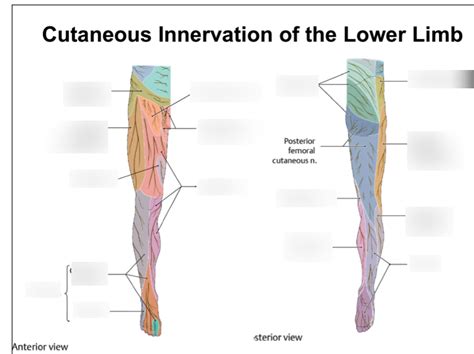 Cutaneous Innervation Of The Lower Limb Diagram Quizlet