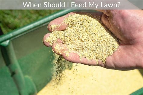 When Should I Feed My Lawn Just Yardz