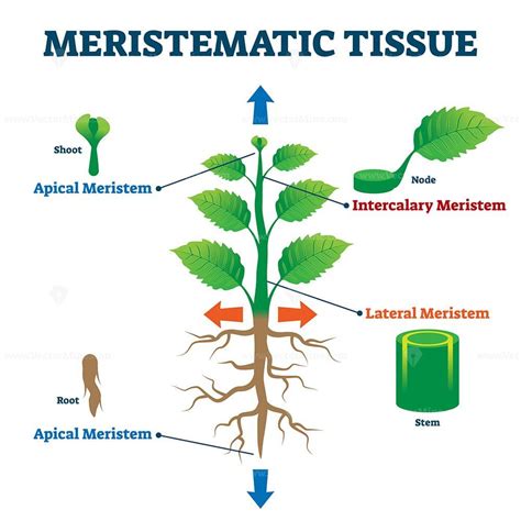 Meristematic Tissue Vector Illustration Vectormine Biology Drawing