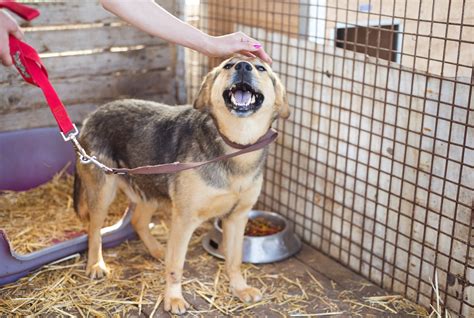 If you live in neighboring cities and counties, please contact your local animal control shelter for assistance. 6 Simple Ways to Help Out Your Local Animal Shelter ...