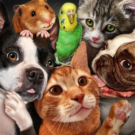 What Kind Of Pet Should You Really Get Accurate Quiz Quotev