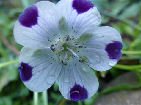 Free Images Nature Blossom White Flower Purple Petal Bloom