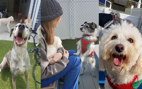 How the Pet Industry is Helping During the COVID-19 Pandemic | Great