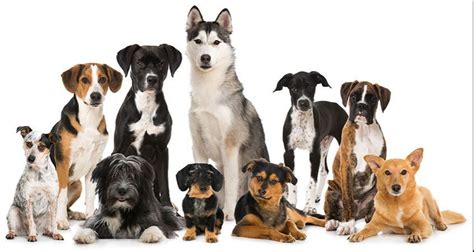 The Most Popular Dog Breeds Of 2020 Golden Retriever Club