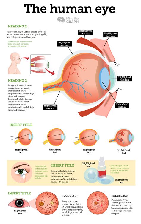 The Human Eye Template Mind The Graph Science Templates Infographic