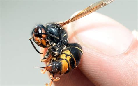 First Asian Hornet Sting In British Isles Amid Fears Insect Could Reach