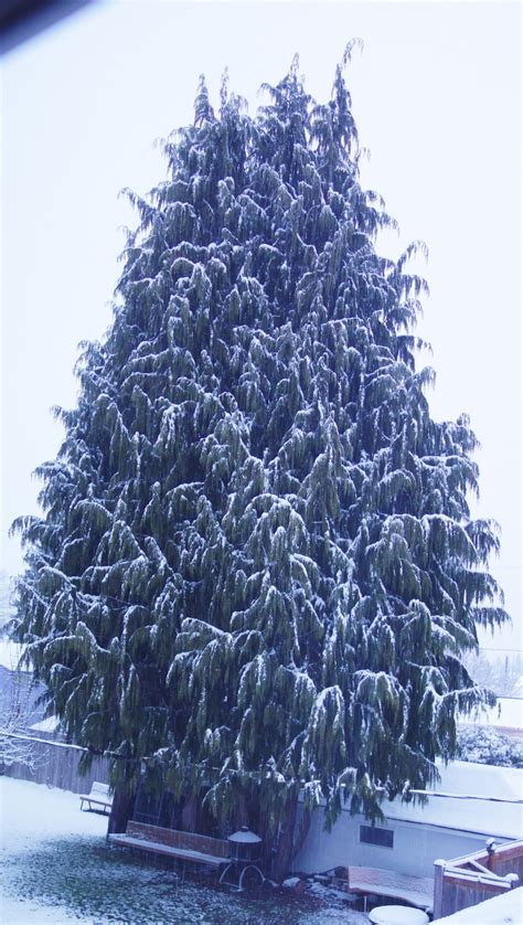 Snow On Cedar Free Stock Photo Public Domain Pictures