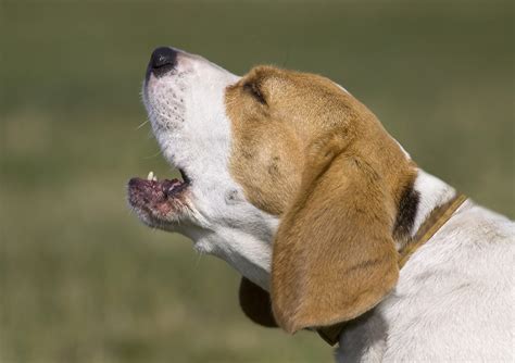 5 Ways To Solve Your Dogs Barking Problem Savory Prime Pet Treats