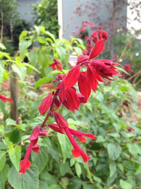 Aprilles Socal Gardening A Red Salvia