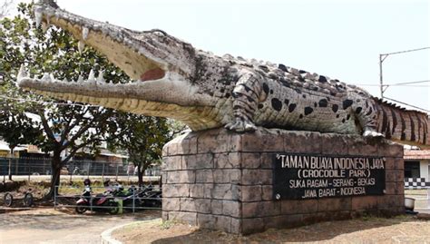 Dilihat dari sejarahnya, taman buaya bekasi telah berdiri sejak lama. 10 Gambar Taman Buaya Indonesia Jaya Cibarusah Bekasi + Harga Tiket Masuk Wisata 2018 ...