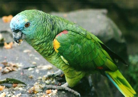 Commonly referred to as the amazons, these parrots are outgoing and intelligent birds that are known collectively to be good. Blue Fronted Amazon Housing, Care, Behavior as Pet ...