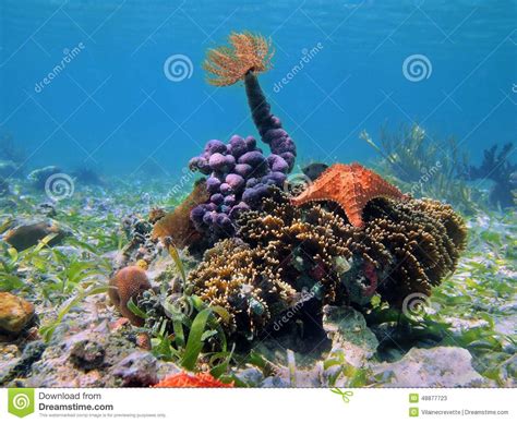 Colorful Tropical Sea Life Underwater In Caribbean Stock