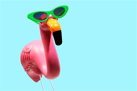 Pink Flamingo Wearing Sunglasses Stock Photo Download Image Now Istock