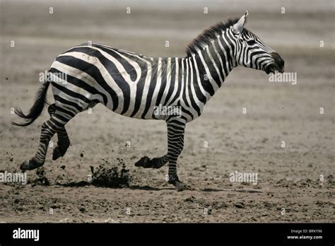 Zebra Run Hi Res Stock Photography And Images Alamy