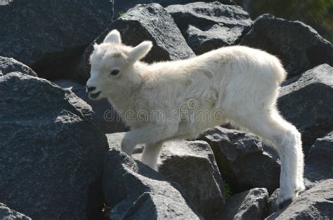 Dall Sheep Lamb Climbing Stock Photo Image Of Rock Alaska 14575680