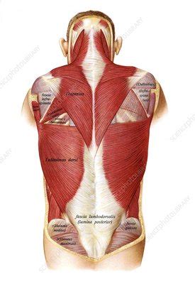 Labeled long flight disease feeling symptom. Muscles Labeled Front And Back / The Muscles Of The Trunk Human Anatomy And Physiology Lab Bsb ...