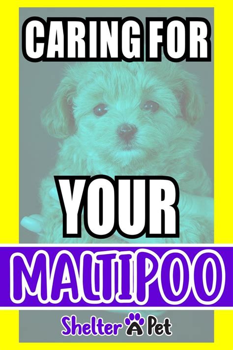 Caring For Your Maltipoo Complete Guide Maltipoo Dog Jokes Dog