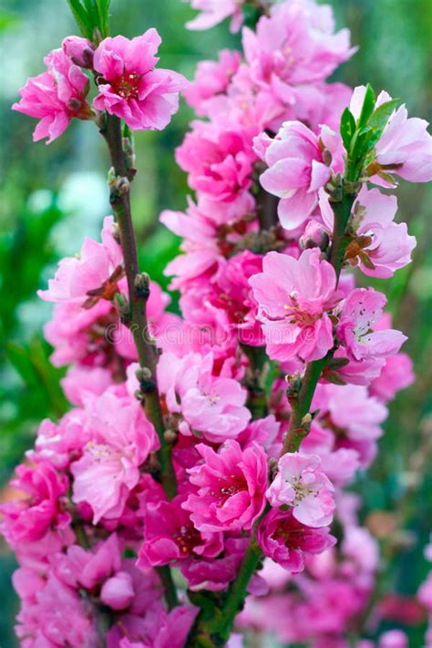 Peach Tree Stock Photo Image Of Fruit Bloom Persica 30836806