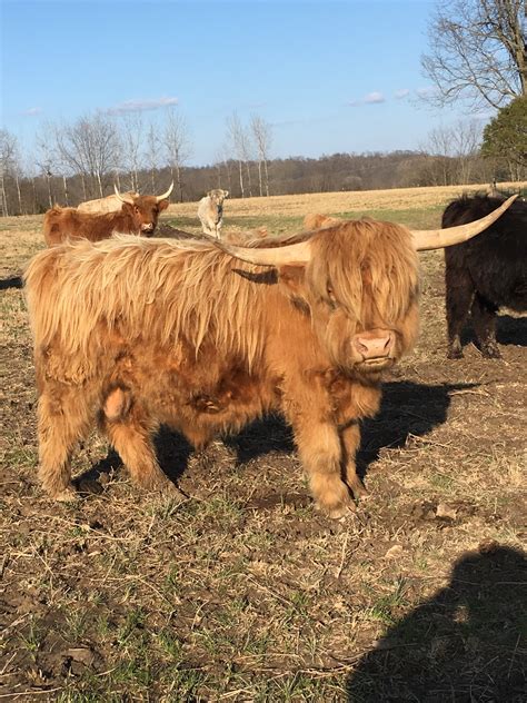 Miniature Scottish Highland Cow Size All About Cow Photos