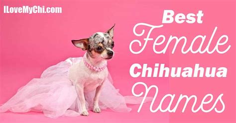 Best Female Chihuahua Names I Love My Chi