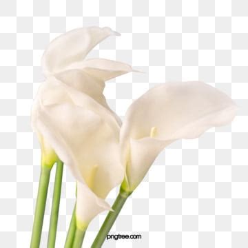 Pmonster Black Calla Lily Png