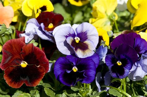 14 Pretty and Unusual Pansy Varieties