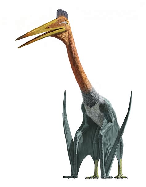 Quetzalcoatlus Dinopedia Fandom