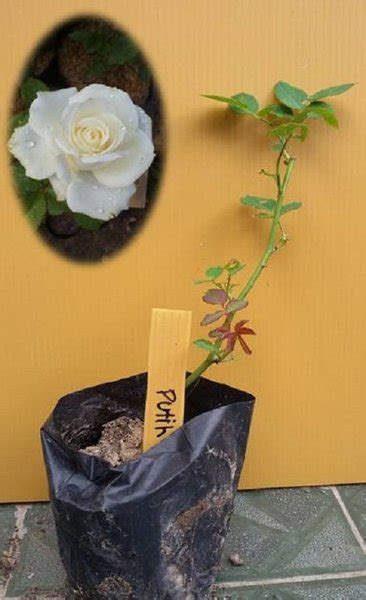 Jual Bibit Bunga Mawar Putih Di Lapak Pelangi Flora Bukalapak