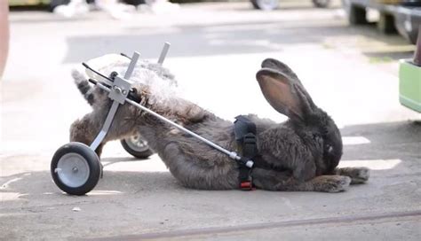 Vet Tells Woman To Give Up On Her Paralyzed Rabbit But She Says No